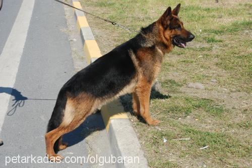 bab Erkek Alman Çoban Köpeği