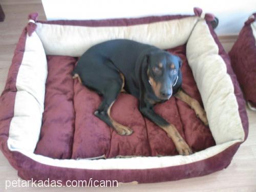 dobi Erkek Doberman Pinscher