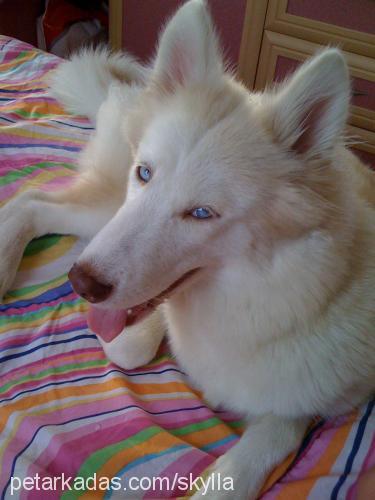 molly Dişi Sibirya Kurdu (Husky)