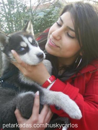 robertocarlos Erkek Sibirya Kurdu (Husky)