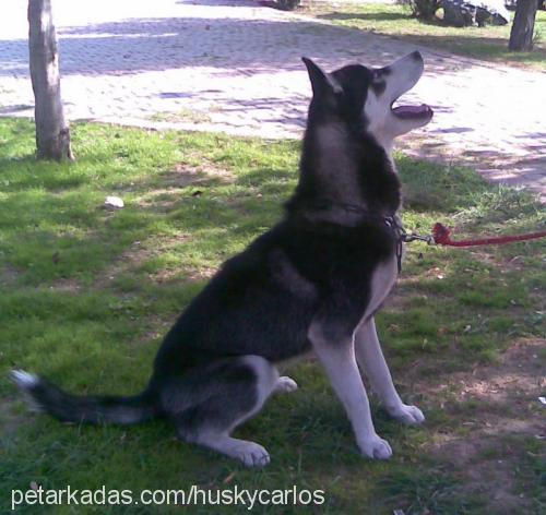 robertocarlos Erkek Sibirya Kurdu (Husky)