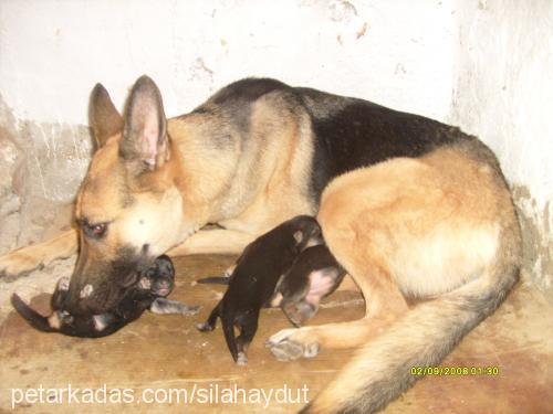 sıla Dişi Alman Çoban Köpeği