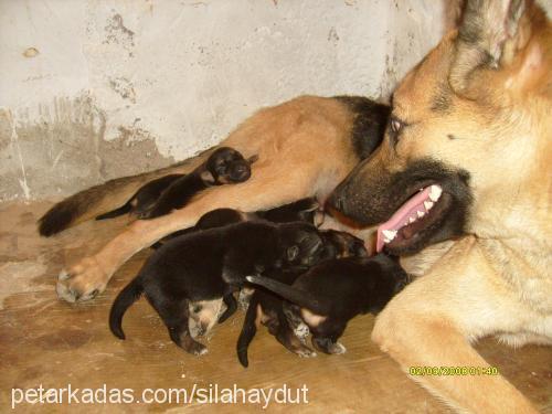 sıla Dişi Alman Çoban Köpeği