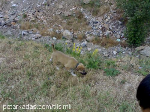 poyraz Erkek Kangal