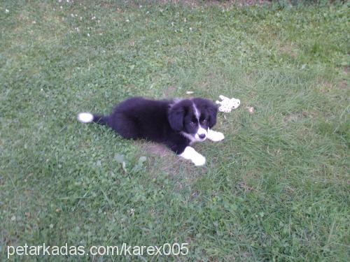 kuki Dişi Cardigan Welsh Corgi