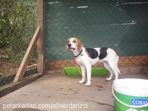 lİnda Dişi Beagle