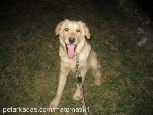 gümüş Dişi Golden Retriever