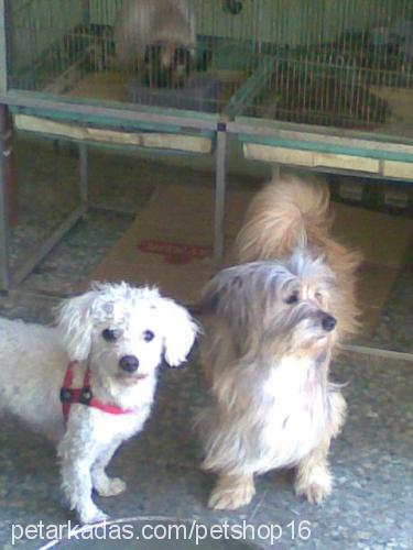 lİlİ Dişi Welsh Terrier