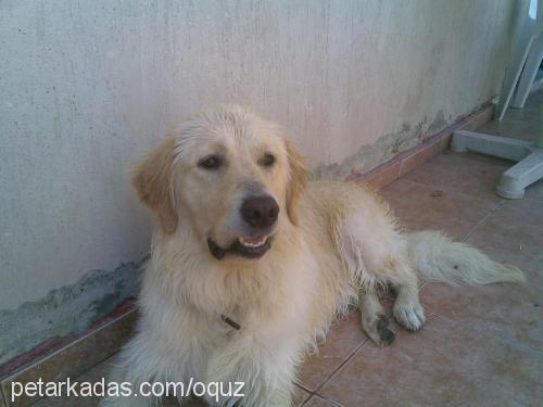 pablo Erkek Golden Retriever