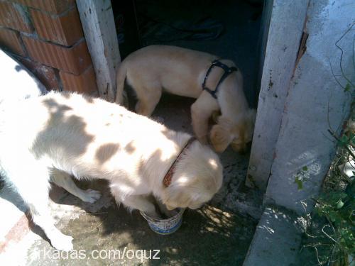 pablo Erkek Golden Retriever