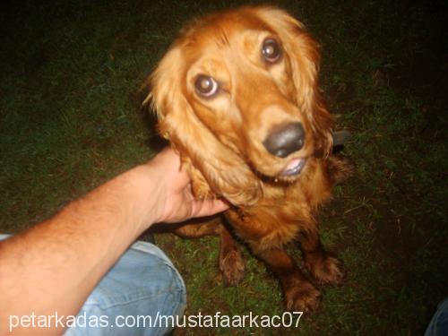 tarcin Erkek Amerikan Cocker Spaniel