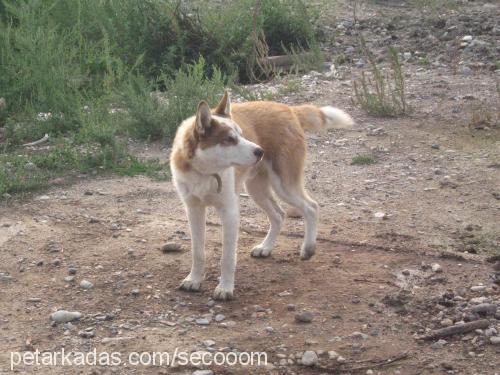 ateŞ Erkek Sibirya Kurdu (Husky)