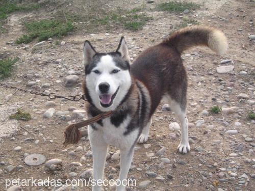 cevriye Dişi Sibirya Kurdu (Husky)