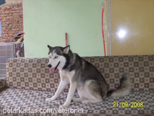 dost Dişi Sibirya Kurdu (Husky)