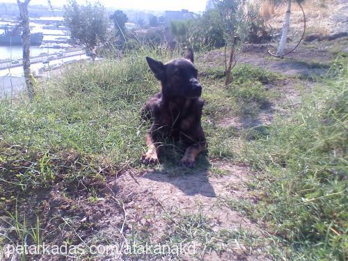 cadı Dişi Alman Çoban Köpeği