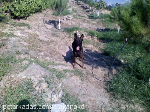 cadı Dişi Alman Çoban Köpeği