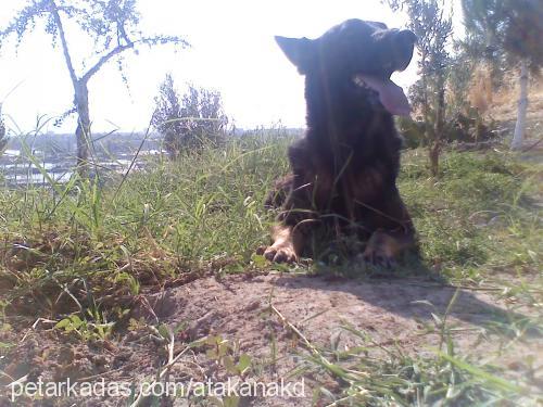 cadı Dişi Alman Çoban Köpeği