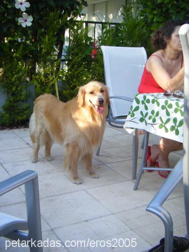 eros Erkek Golden Retriever