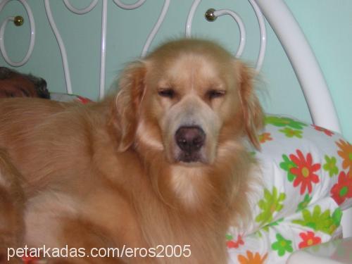 eros Erkek Golden Retriever