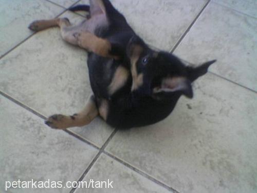 fındık Dişi Minyatür Pinscher