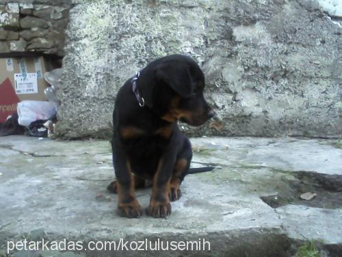 mex Erkek Rottweiler