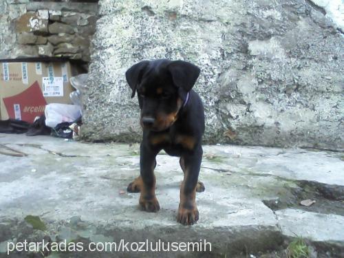 mex Erkek Rottweiler