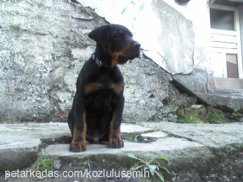 mex Erkek Rottweiler