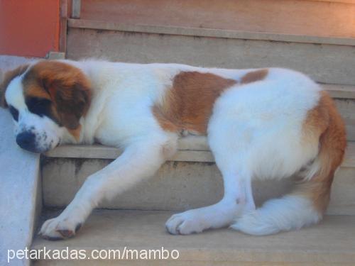 ladyg Dişi St. Bernard (Saint Bernard)