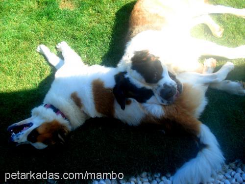 ladyg Dişi St. Bernard (Saint Bernard)