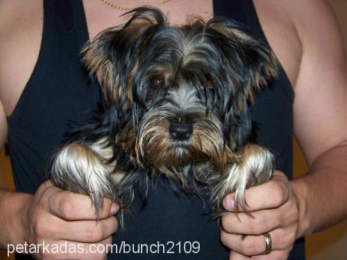 prenses Dişi Yorkshire Terrier