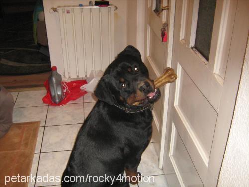 rocky Erkek Rottweiler