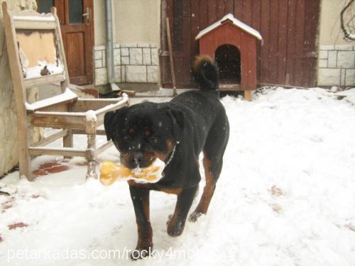 rocky Erkek Rottweiler