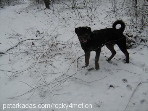 rocky Erkek Rottweiler