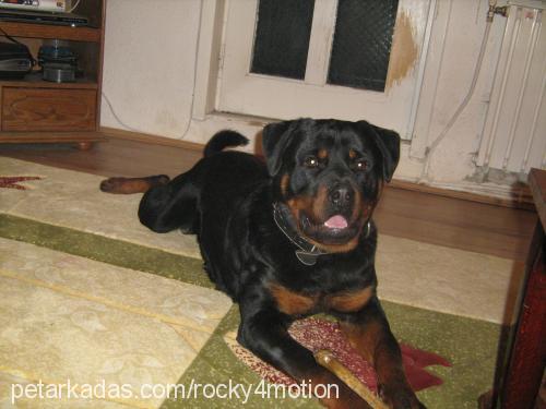 rocky Erkek Rottweiler