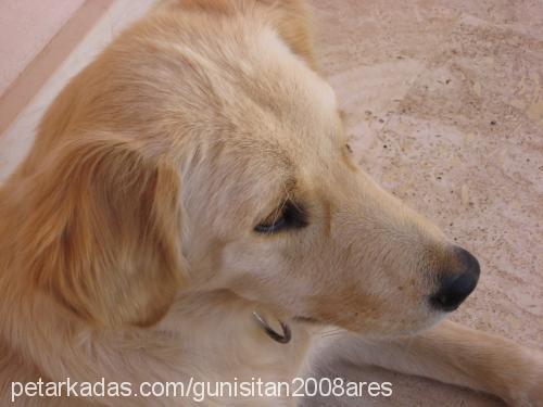 ares Erkek Golden Retriever