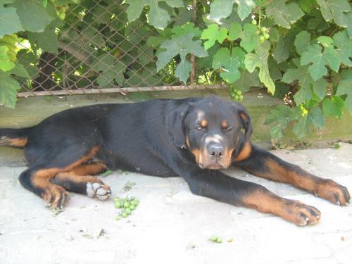 rocky Erkek Rottweiler