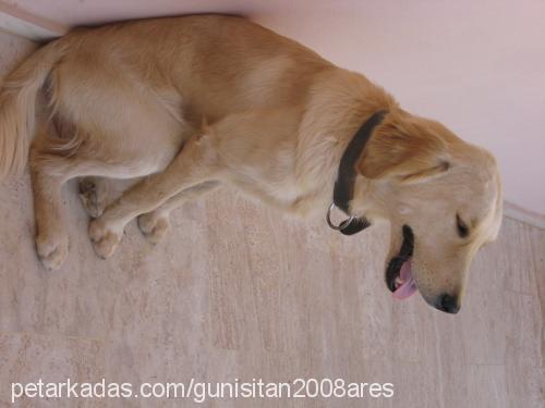 ares Erkek Golden Retriever