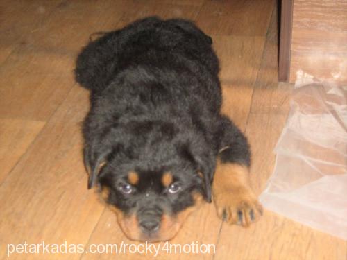 rocky Erkek Rottweiler