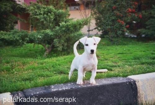 bulut Erkek Jack Russell Terrier