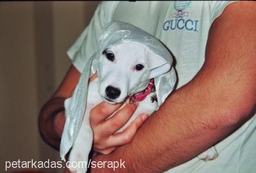 bulut Erkek Jack Russell Terrier