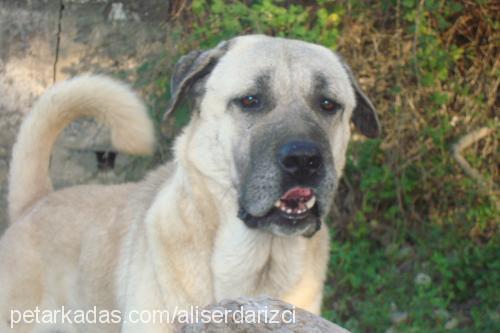 paşa Erkek Kangal