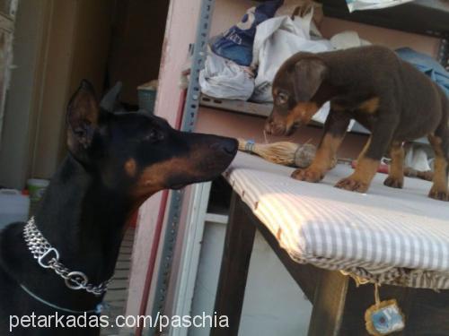 leon Dişi Doberman Pinscher