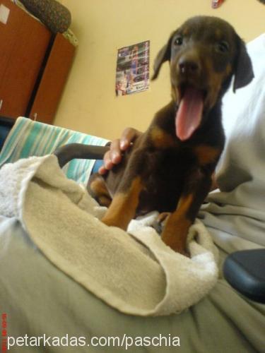 leon Dişi Doberman Pinscher