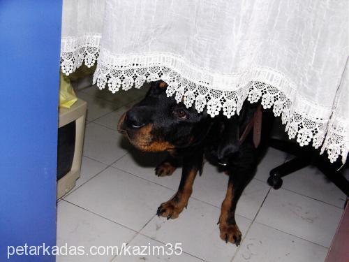 zibidi Dişi Rottweiler