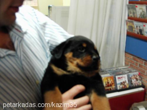 zibidi Dişi Rottweiler