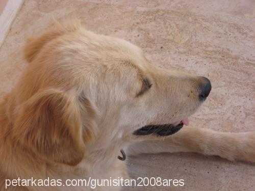 ares Erkek Golden Retriever