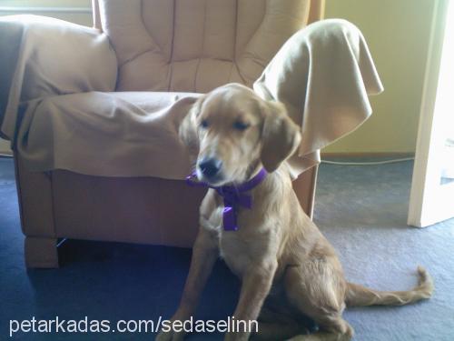 badem Dişi Golden Retriever