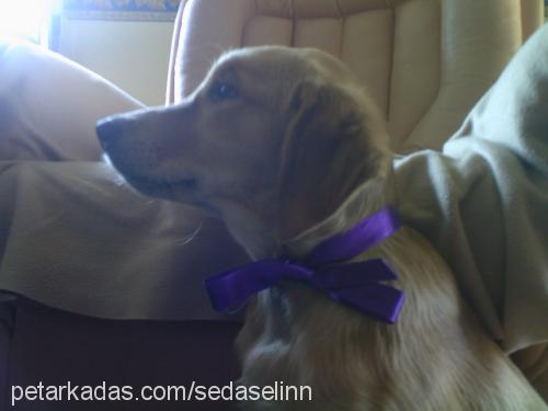 badem Dişi Golden Retriever