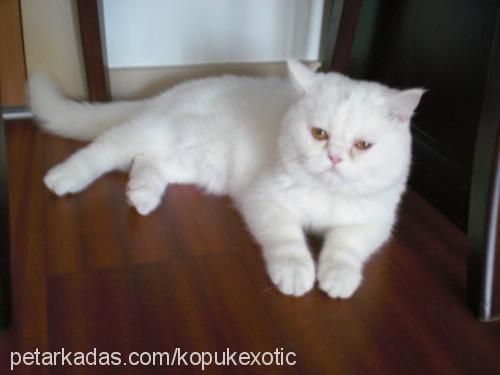 köpük Erkek Exotic Shorthair