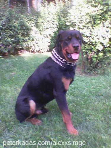 alex Erkek Rottweiler